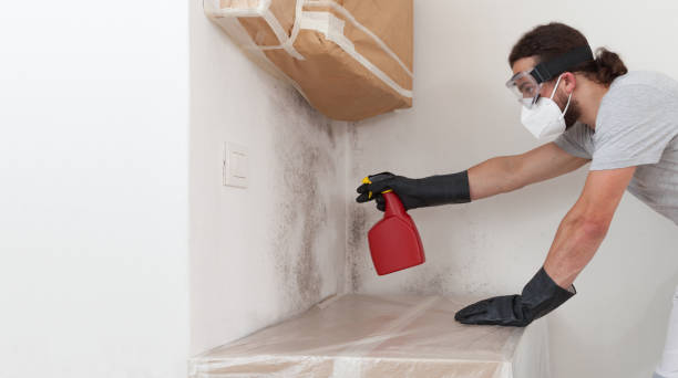 Professional Mold Removal technician working in Brookline, MA