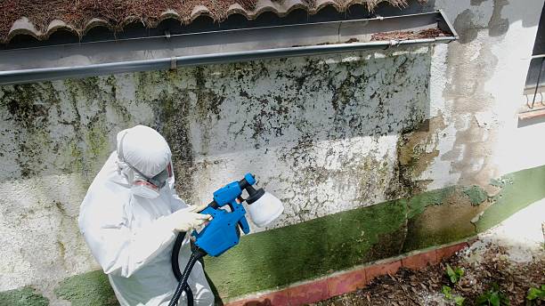 Trusted Mold Inspection service in Brookline, MA - Cheap Mold Removal